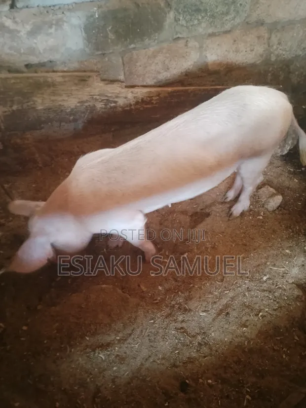 Pigs Available - 14 Head - 1