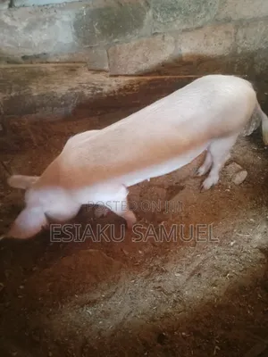 Pigs Available - 14 Head