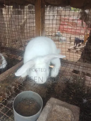 Ready to Cross Rabbits