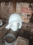 Ready to Cross Rabbits - 1
