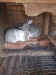 Ready to Cross Rabbits - 2
