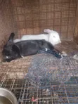 Ready to Cross Rabbits - 3