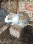 Ready to Cross Rabbits - 4
