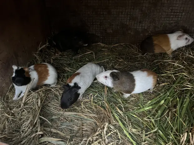 Guinea Pigs - 1