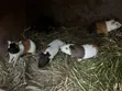 Guinea Pigs - 1