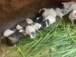 Guinea Pigs - 2