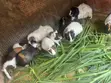 Guinea Pigs - 3