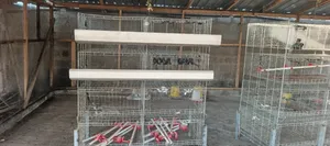 Day-Old Chicken Battery Cages - 20 Bird Capacity (Used)