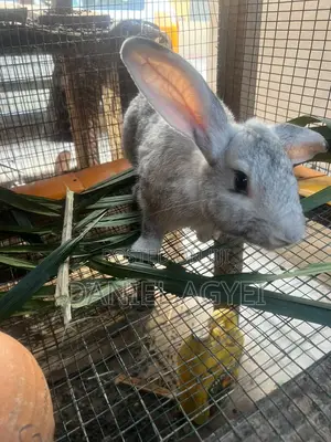 Healthy Rabbits for Sale