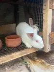 Healthy Rabbits for Sale - 2