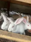 Healthy Rabbits for Sale - 3