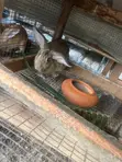 Healthy Rabbits for Sale - 4