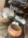 Healthy Rabbits for Sale - 5