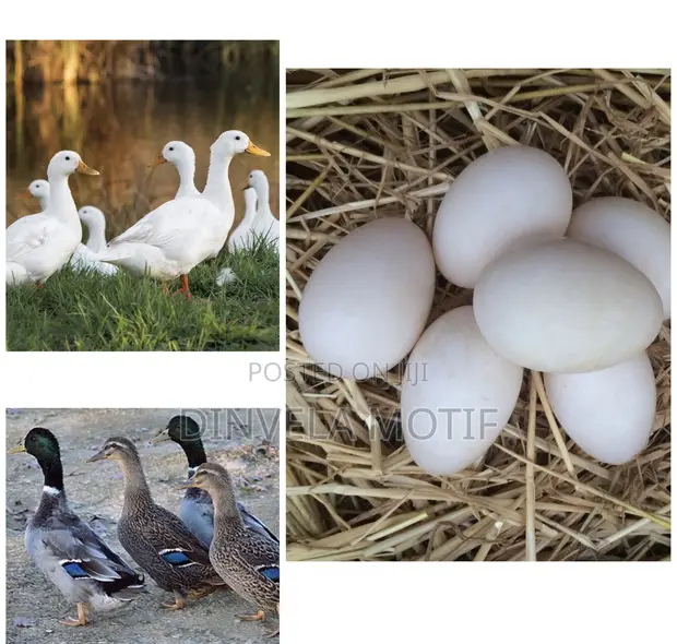 Fertile Pekin/Rouen Duck Eggs - 1