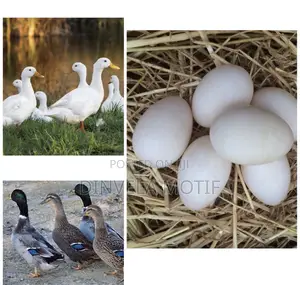 Fertile Pekin/Rouen Duck Eggs