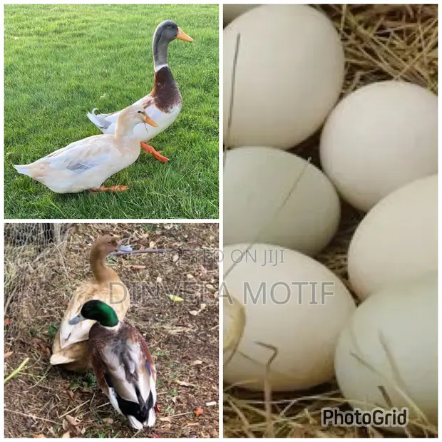 Fertile Foreign Duck Eggs - 1