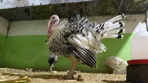 Day Old Turkey Poults & Full Grown Turkeys