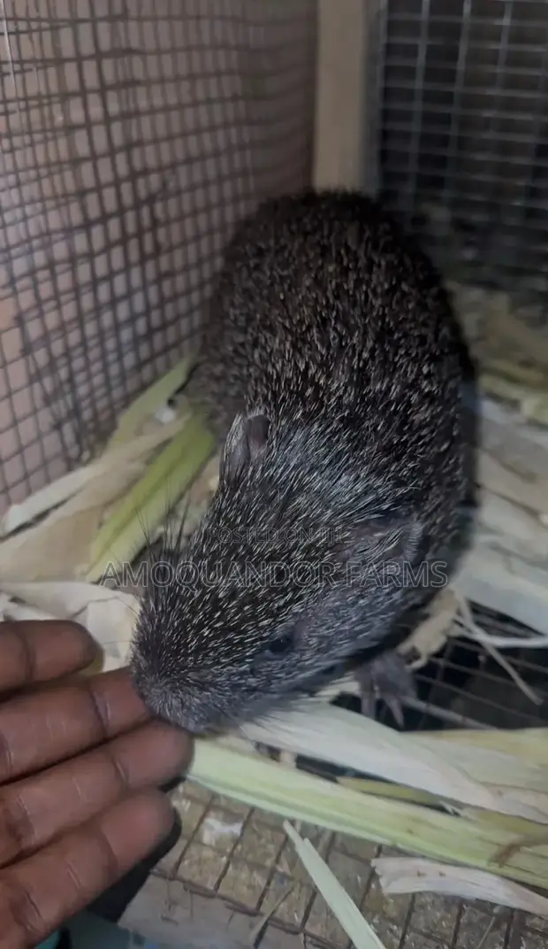 Matured Grasscutter Colony - 30 Animals - 1