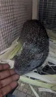 Matured Grasscutter Colony - 30 Animals - 1