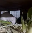 Matured Grasscutter Colony - 30 Animals - 2