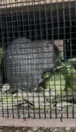 Matured Grasscutter Colony - 30 Animals - 3