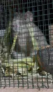 Matured Grasscutter Colony - 30 Animals - 4