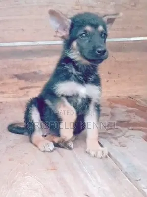 Female Purebred German Shepherd Puppy (0-1 Month)