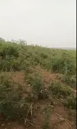 10 Acres Land for Sale at Ojobi Senya Beraku Road - 3