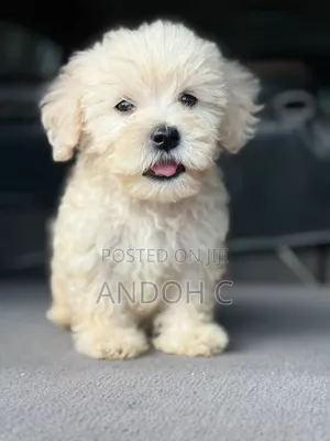 Purebred Maltipoo Puppy - 1-3 Months Old