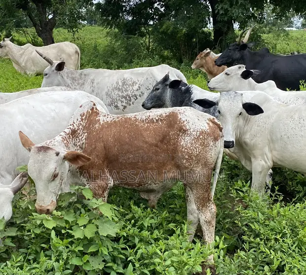 Healthy Cows for Sale - 1