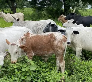 Healthy Cows for Sale