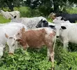 Healthy Cows for Sale - 1