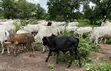 Healthy Cows for Sale - 2