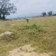 Commercial Land for Sale in Afienya Mobole - 2