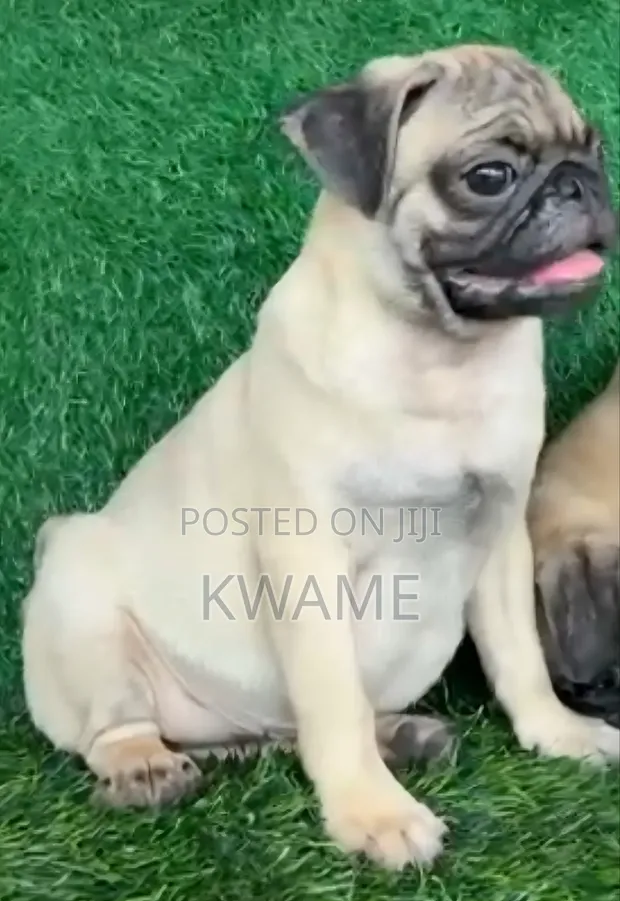 Purebred Male Pug Puppy (3-6 Months) - 1