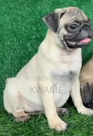 Purebred Male Pug Puppy (3-6 Months)