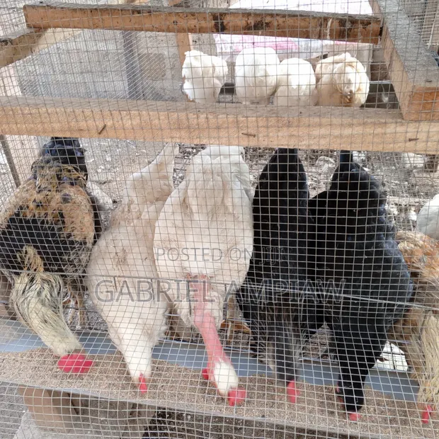 Mixed Breed Chickens - 1