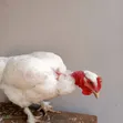 Mixed Breed Chickens - 2