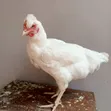 Mixed Breed Chickens - 3