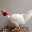Mixed Breed Chickens - 4