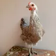 Mixed Breed Chickens - 5