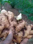 Fresh Ginger - 45kg Bag - 2