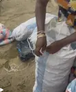 Fresh Ginger - 45kg Bag - 3