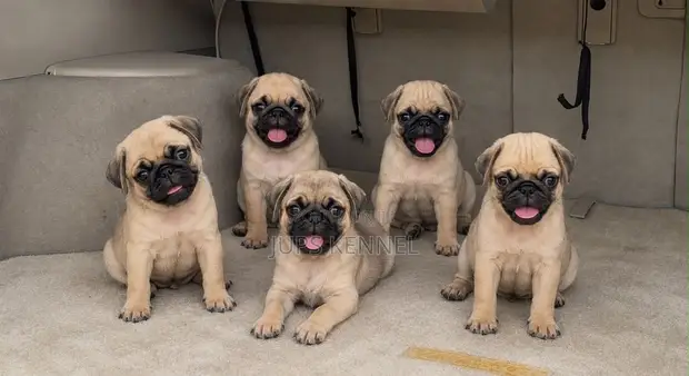 Purebred Pug Puppies - 1-3 Months Old - 1