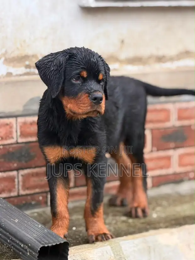 Purebred Rottweiler Puppies (1-3 Months) - 1