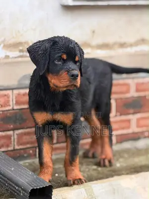 Purebred Rottweiler Puppies (1-3 Months)