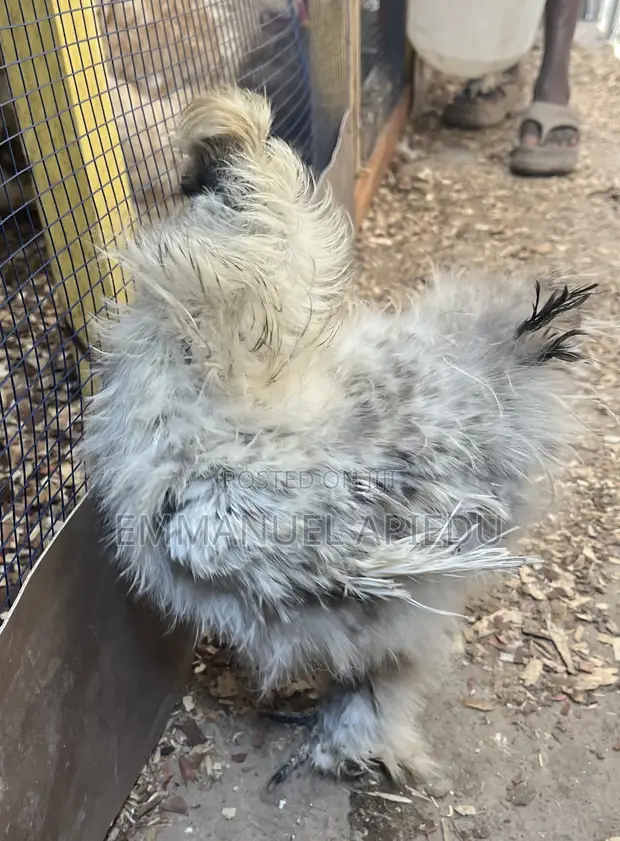 Silkie Chicken - Male - 1