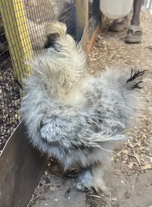 Silkie Chicken - Male