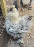 Silkie Chicken - Male - 1