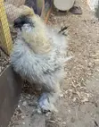 Silkie Chicken - Male - 2